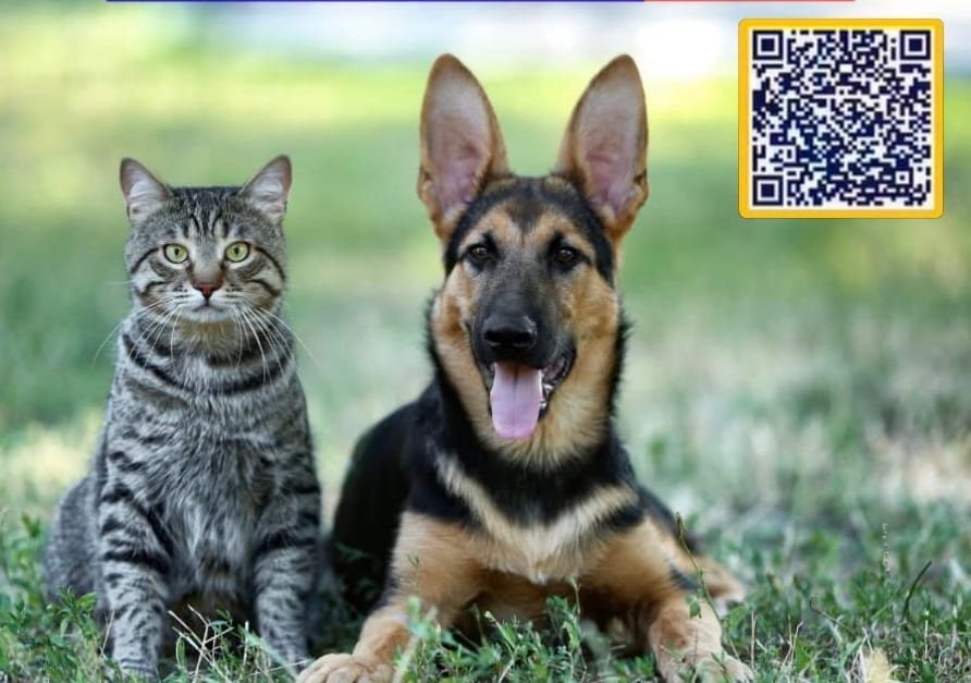 Prefeitura inicia mutirão de castração de cães e gatos no Centro de Guaratinguetá