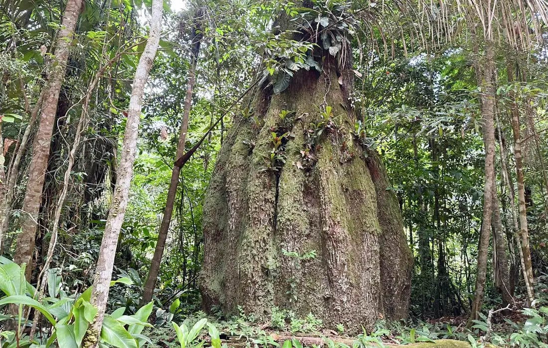 Congresso terá sete em cada dez parlamentares contra agenda ambiental