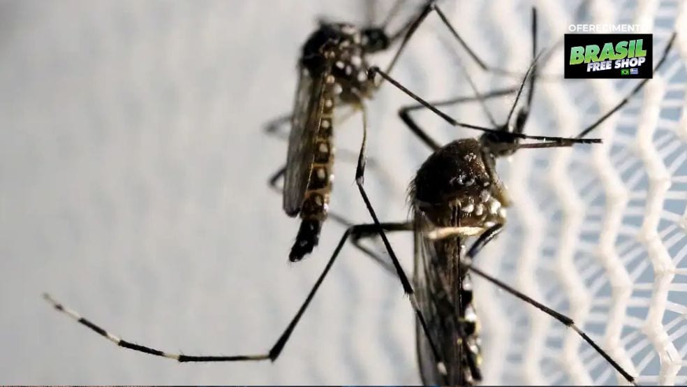 Aedes aegypti: quase metade dos municípios está em alerta ou risco