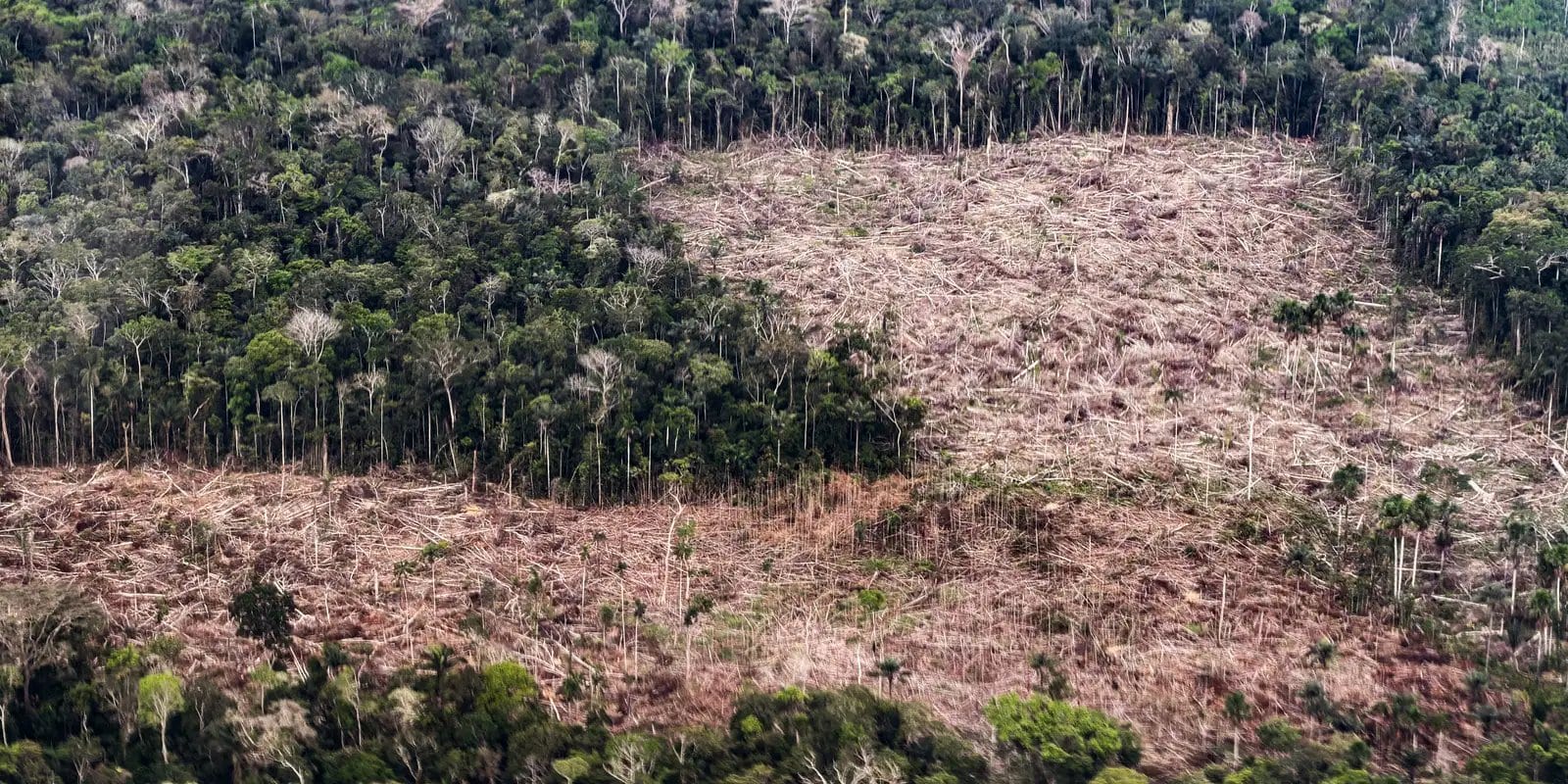 Eleições e Clima: Propostas de Lula e Flávio Bolsonaro para a Crise Ambiental