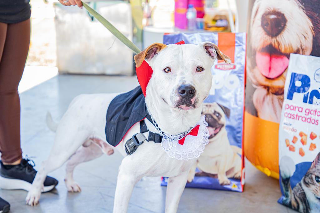 Barueri abre 350 vagas para castração de cães e gatos nesta quarta-feira (2)