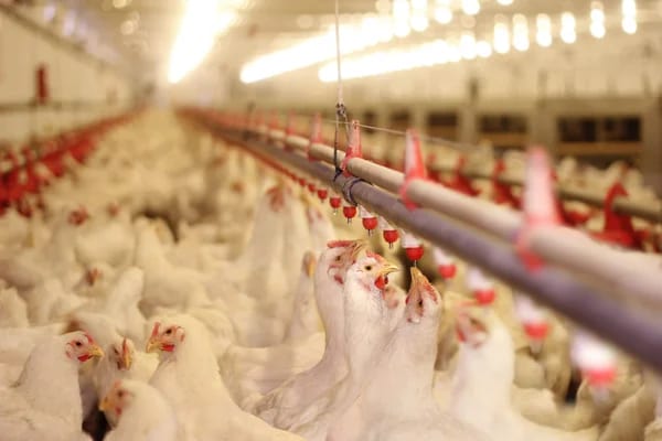 Fim da escala 6×1 e novos mercados globais forçam reestruturação da cadeia de carnes