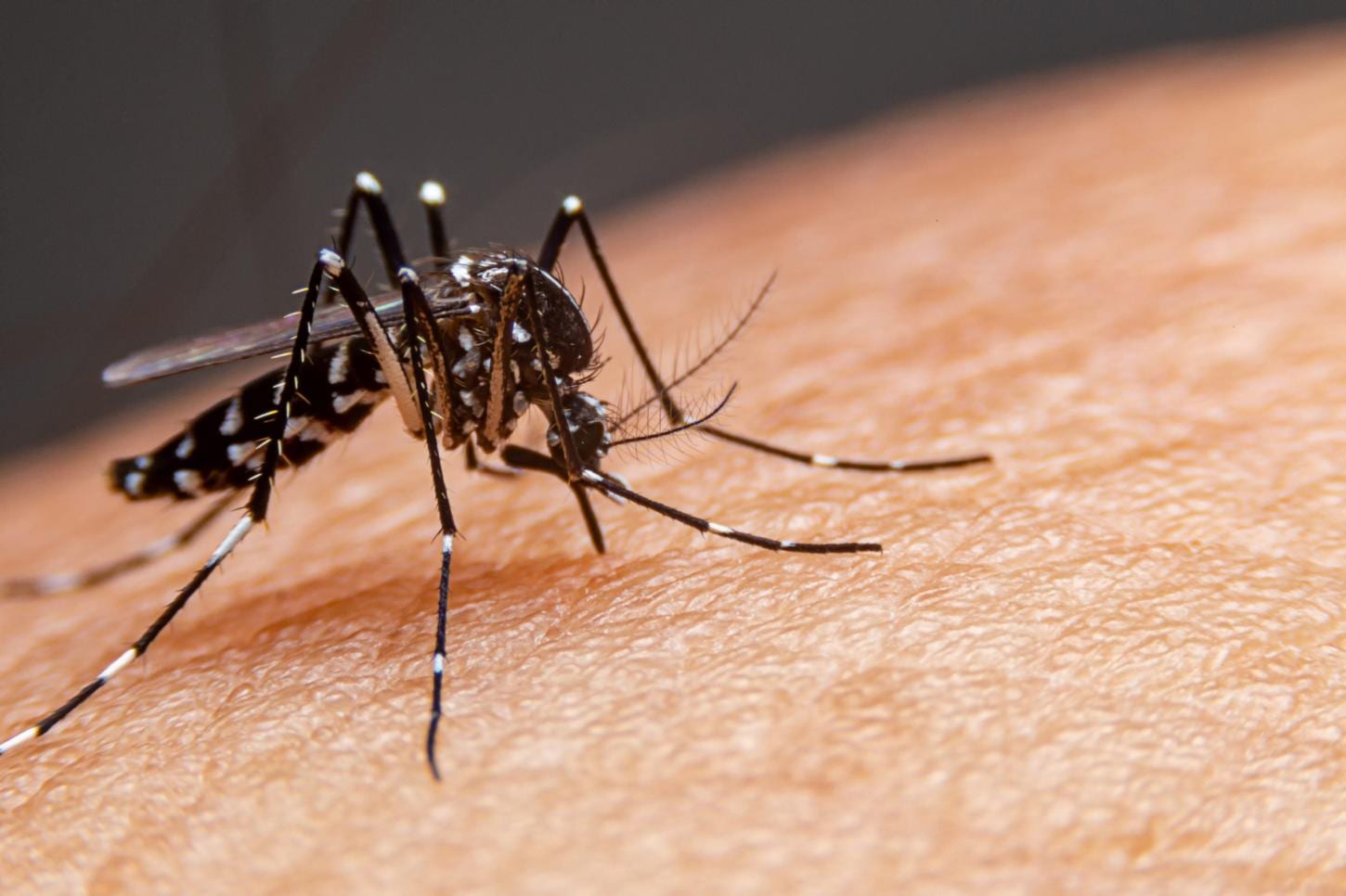 Mortes por dengue disparam no governo Lula e preocupa com as chuvas do El Niño