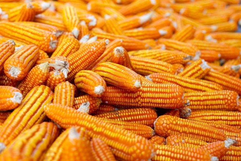 Etanol de milho pode exigir até R$ 14,3 bi em florestas de eucalipto em Mato Grosso