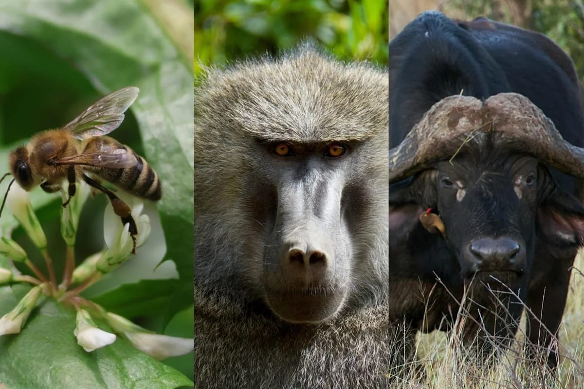 Democracia animal: bichos podem “votar” para definir o destino na natureza