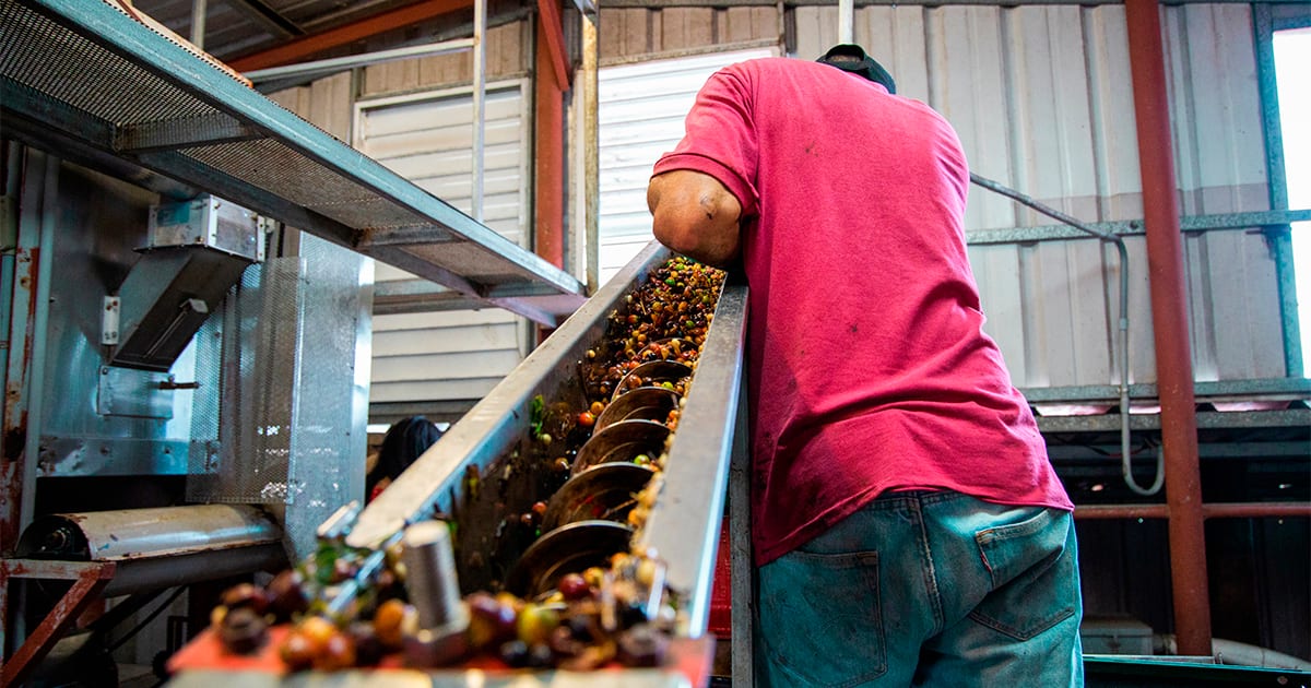 Desemprego cai a 5,3% e cafeicultura registra recorde de vagas formais