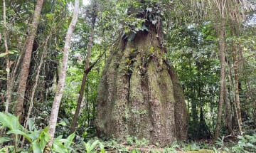 Congresso terá sete em cada dez parlamentares contra agenda ambiental