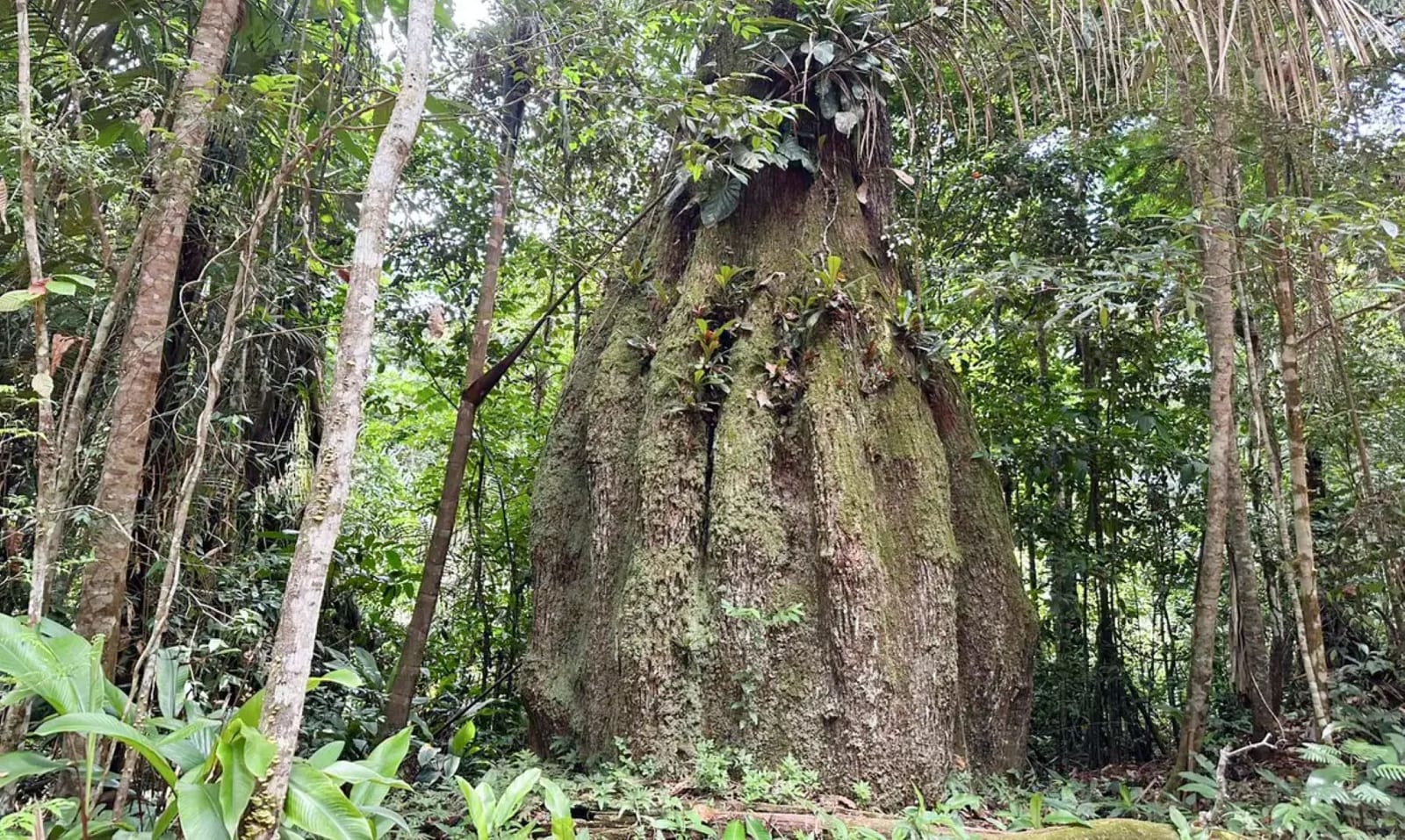 Sete em cada dez deputados eleitos não são assim fãs da agenda ambiental, diz pesquisa