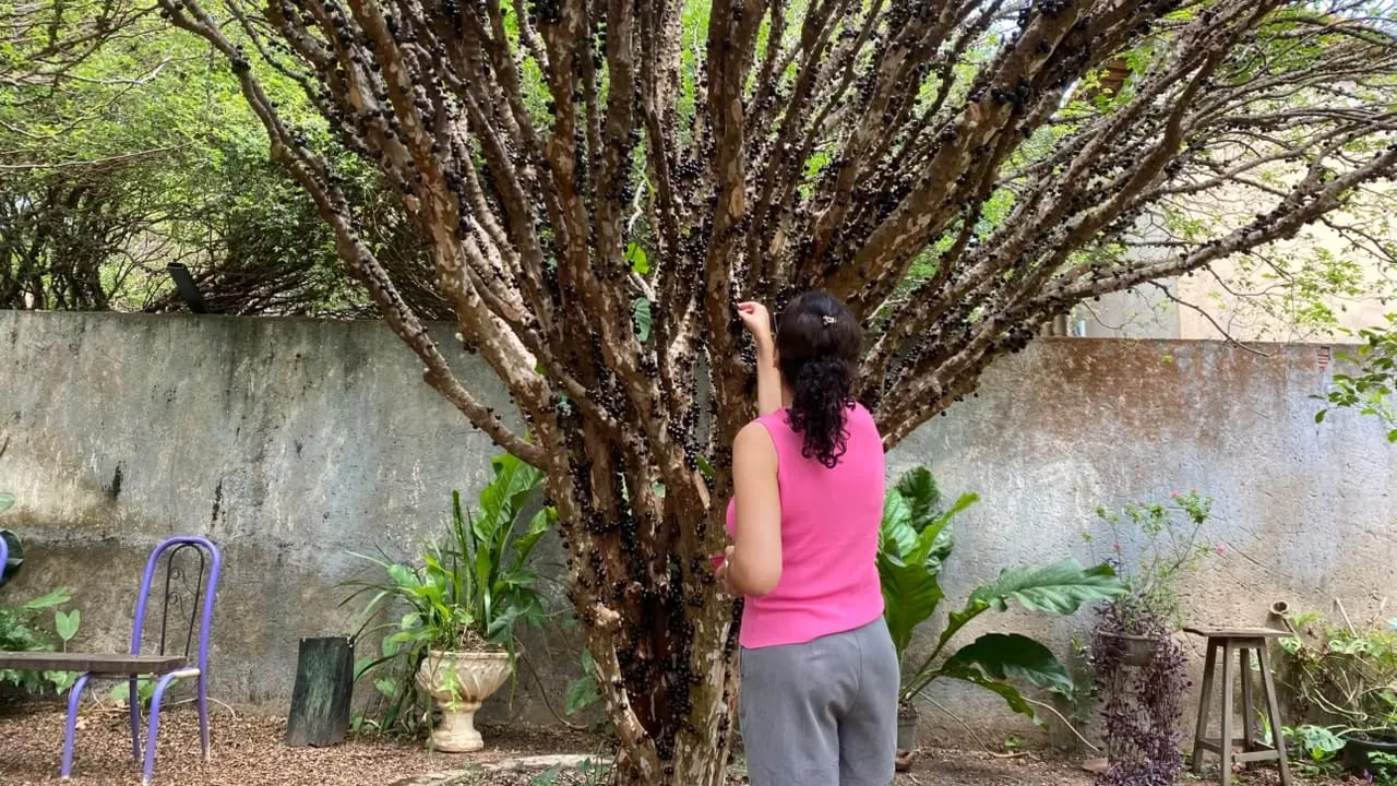 Festa da Jabuticaba terá feira, música e gastronomia em Taquaruçu neste fim de semana