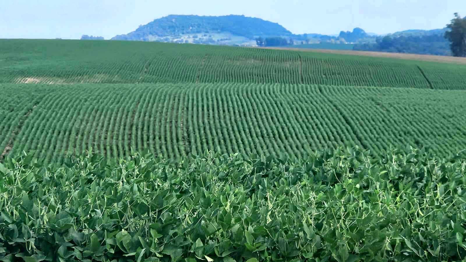 Agronegócio brasileiro deve movimentar R$ 1,44 trilhão em 2026