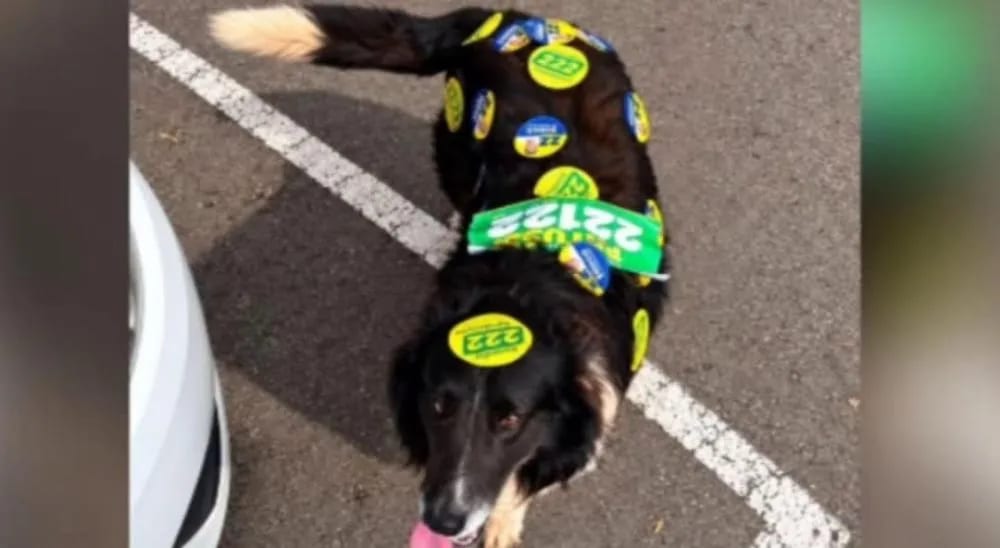 Cão é encontrado com adesivos de propaganda eleitoral colados ao corpo em Marau