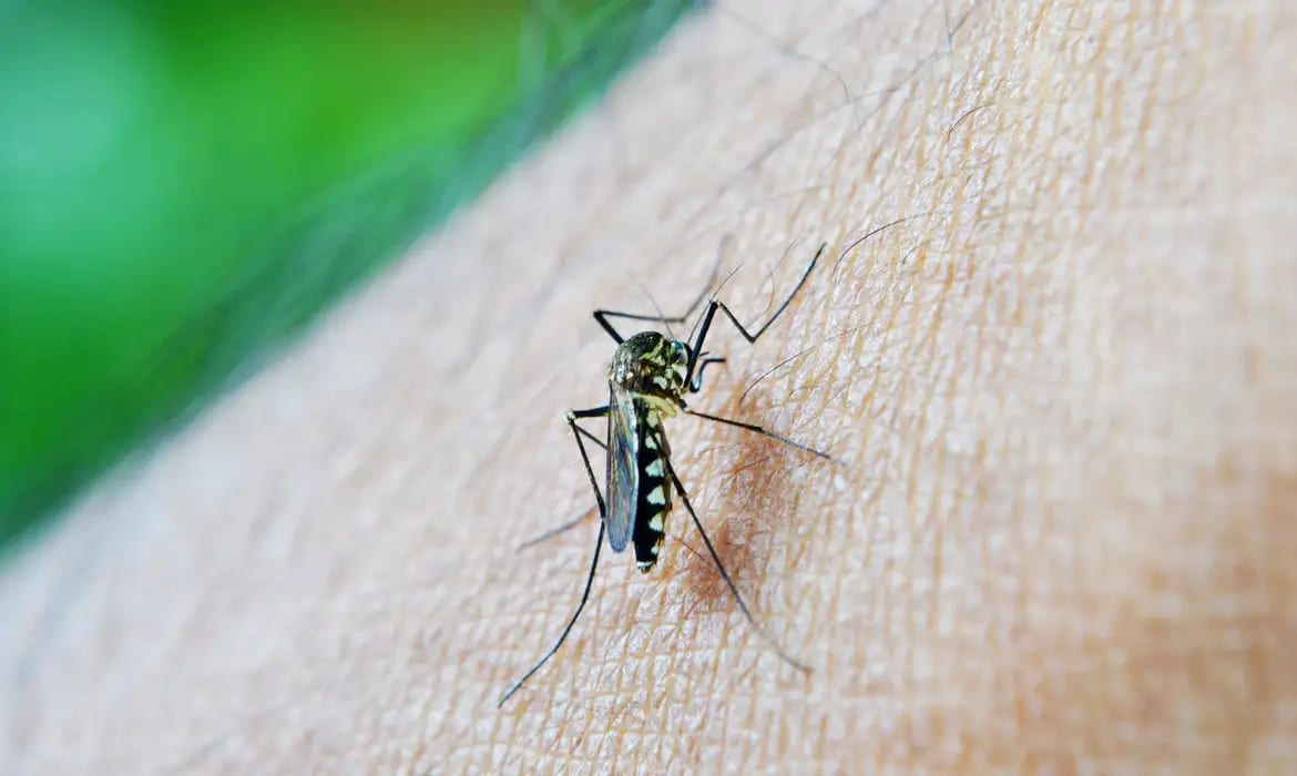 Aedes aegypti: quase metade dos municípios está em alerta ou risco