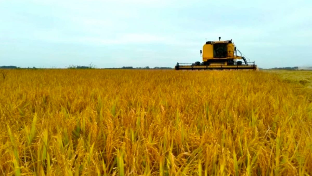 El Niño e preço baixo podem impactar safra do arroz no Litoral Norte