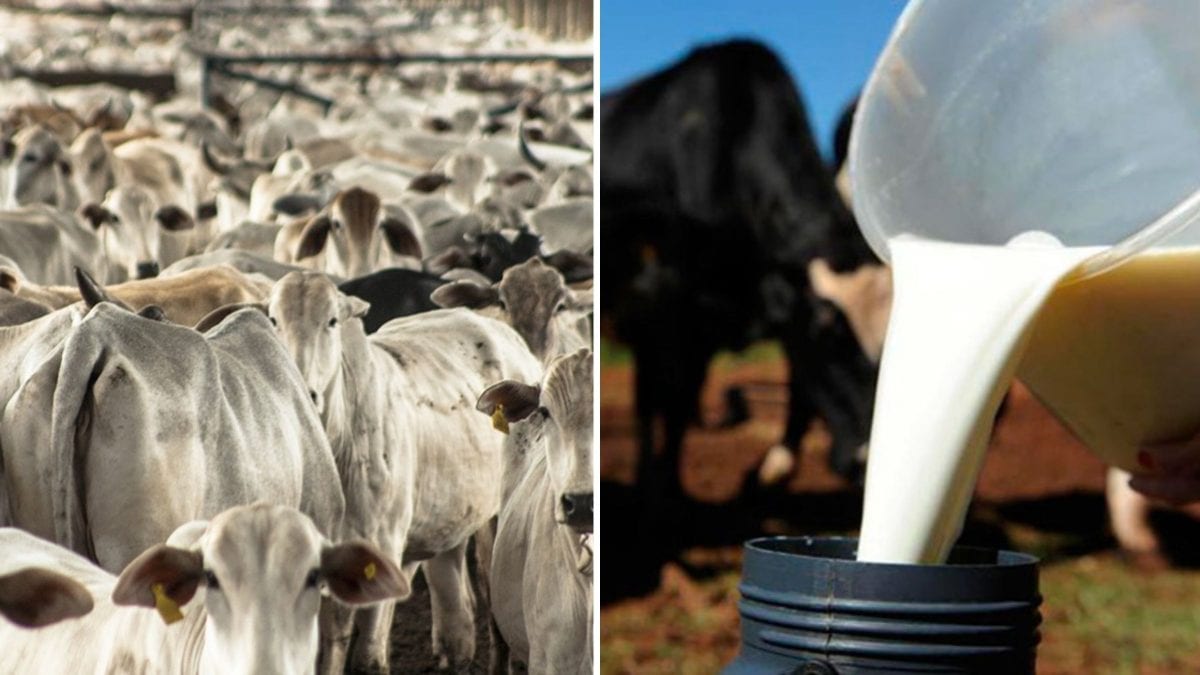 SC endurece normas de inspeção e aumenta punições para produtos de origem animal