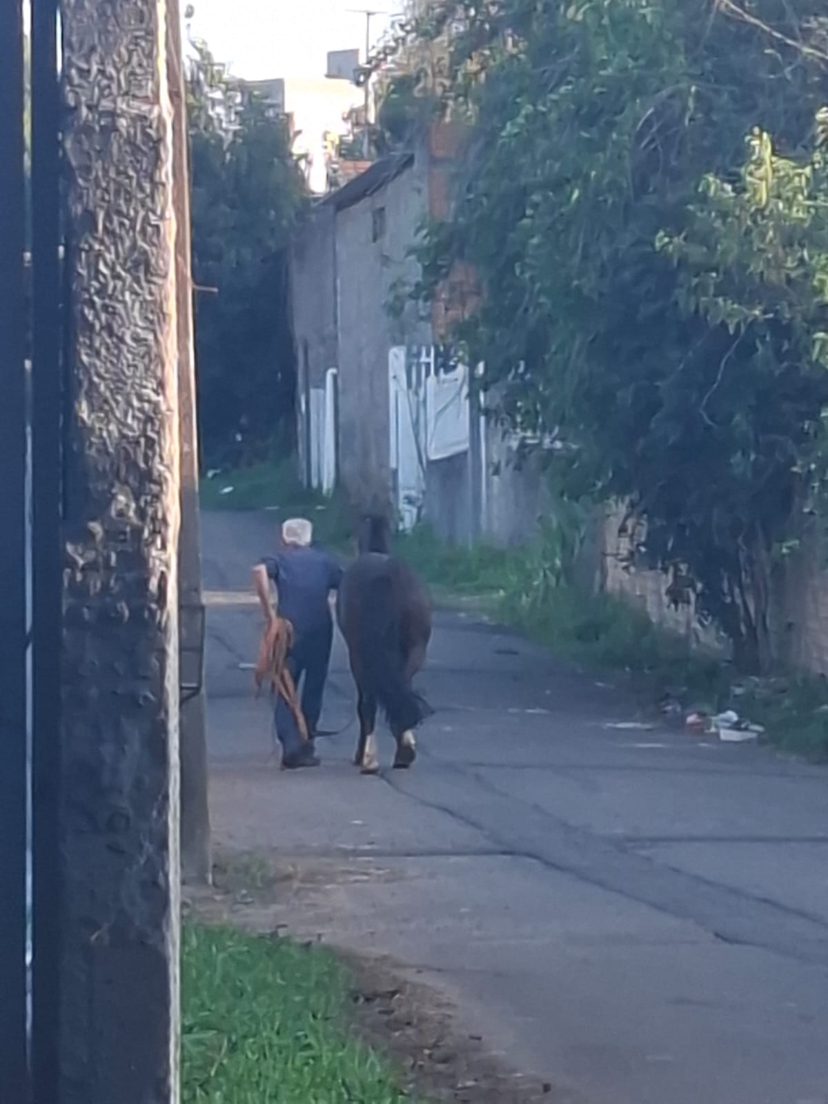 Dono de égua que feriu criança em Passo Fundo é identificado e autuado pela Prefeitura