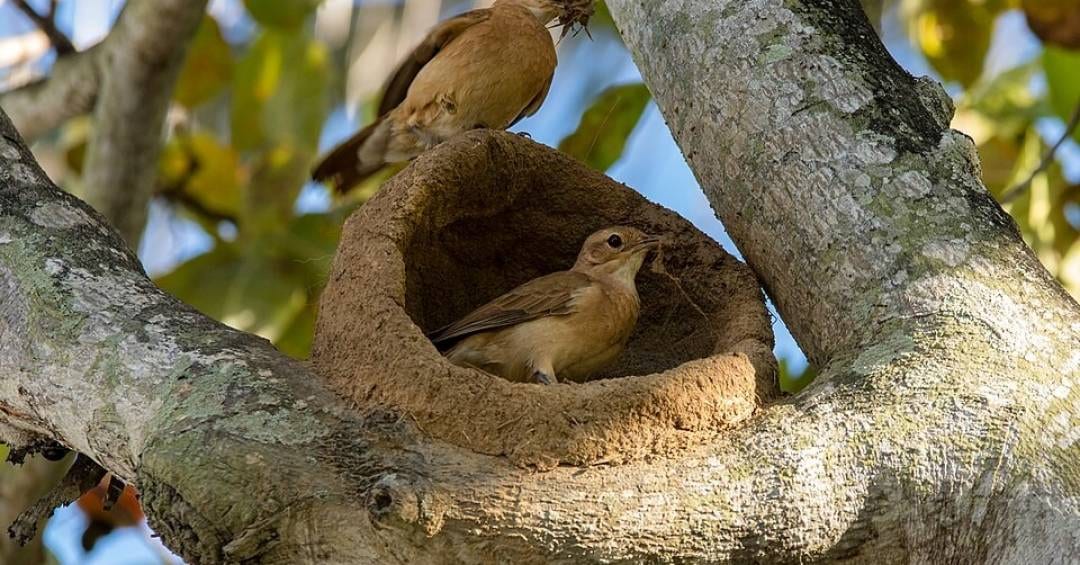 Qual é o plural de joão-de-barro?