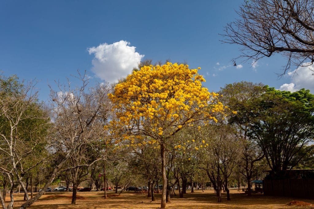 STF julga em 12/8/2026 a validade da Lei Geral do Licenciamento Ambiental (LGLA)