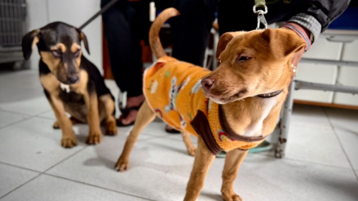 De castramóvel a ‘Justiça por Orelha’: 25 dos 70 planos de governo para 2026 têm propostas para animais