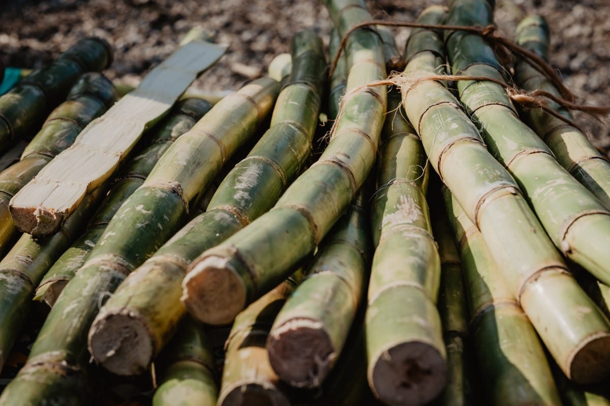 Senado autoriza subvenção para produtores de cana-de-açúcar do Nordeste