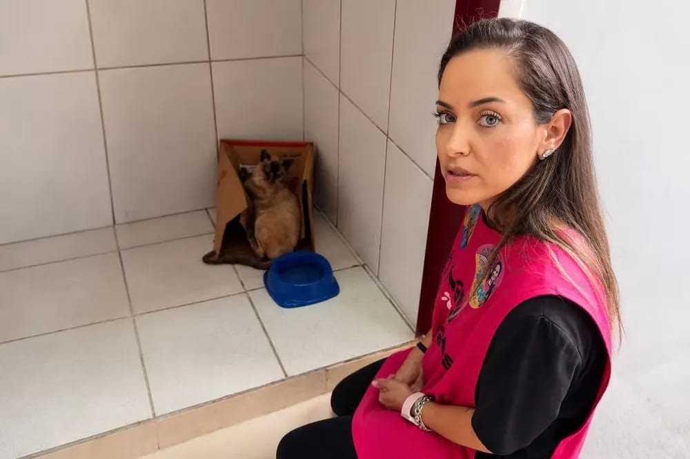 MaryCats resgata gato queimado em lote e alerta para riscos das queimadas