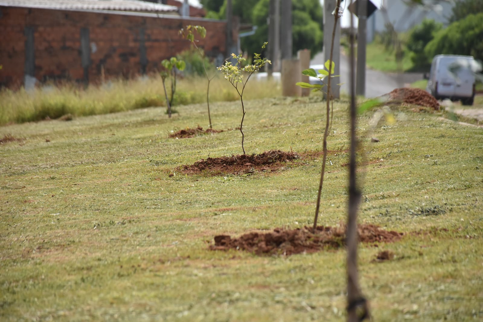 Secretaria amplia arborização no Centro com novas rotas de plantio