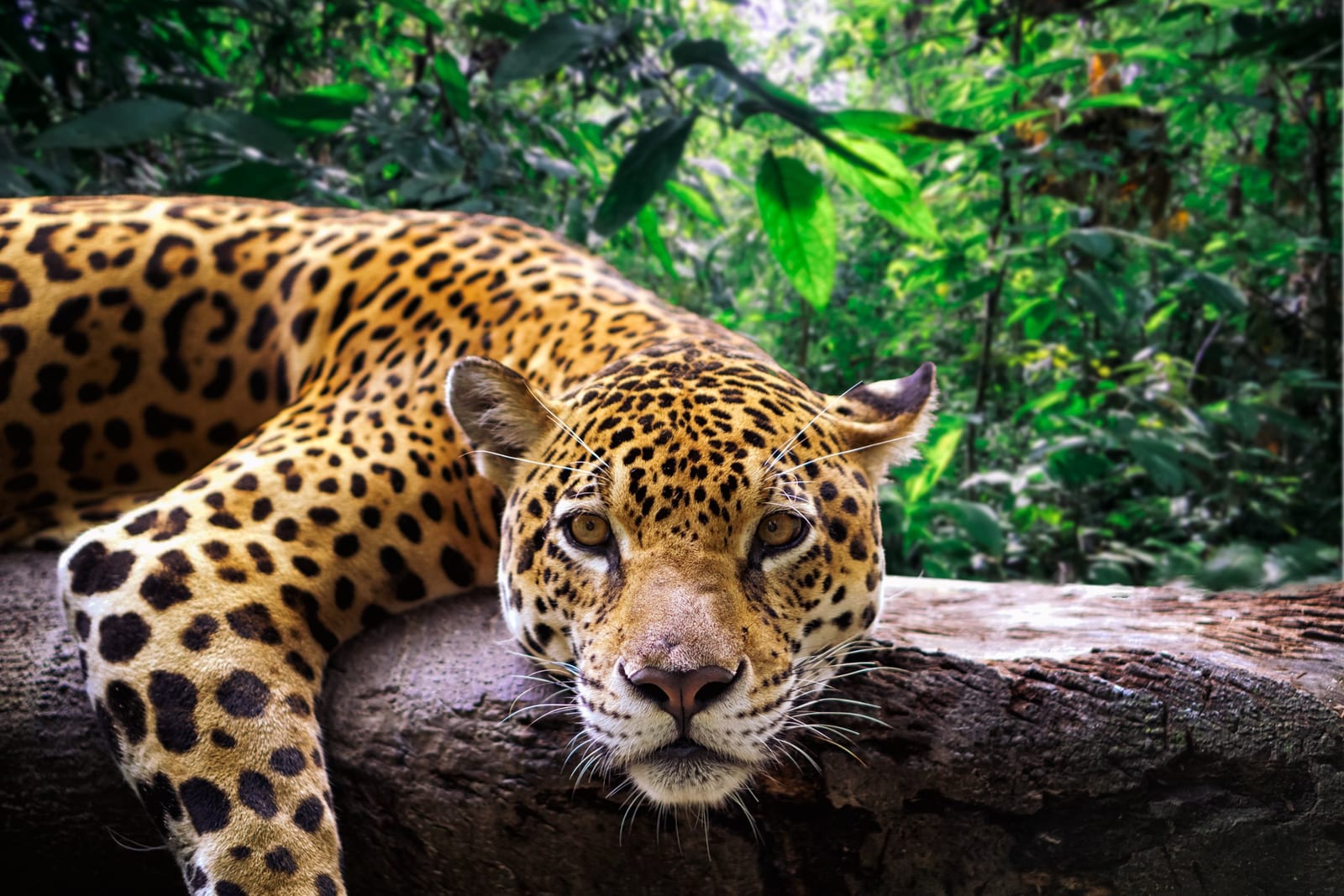 Populações de animais silvestres encolheram 73% em cinco décadas, diz WWF