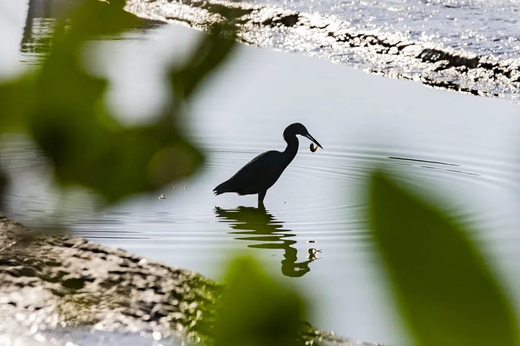 "Sentinelas" do ecossistema: Cerca de 25 mil aves são registradas no litoral do Paraná no primeiro semestre de 2026