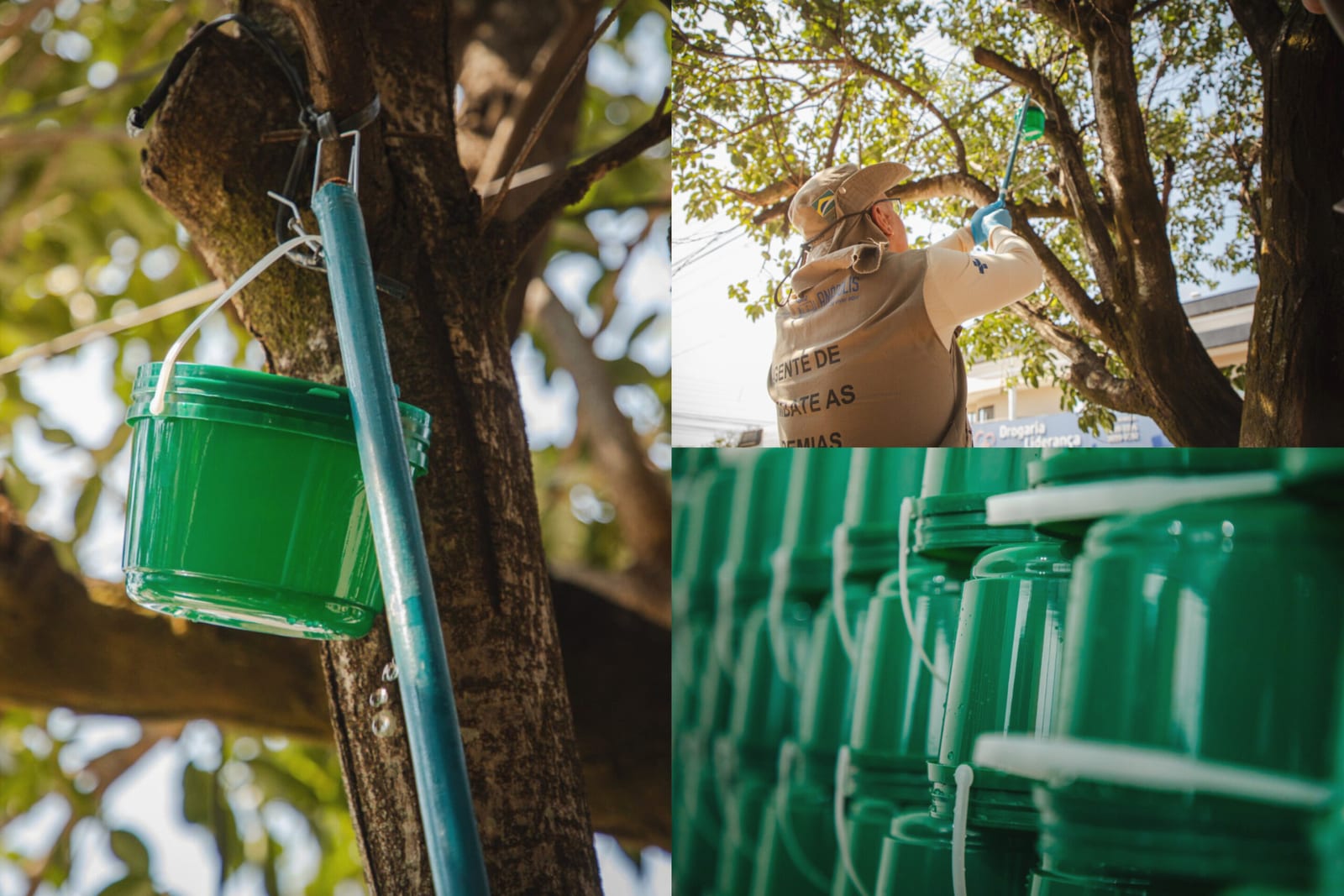 PREFEITURA ALERTA: NÃO RETIRE OS BALDINHOS VERDES INSTALADOS EM ÁRVORES DE ANÁPOLIS