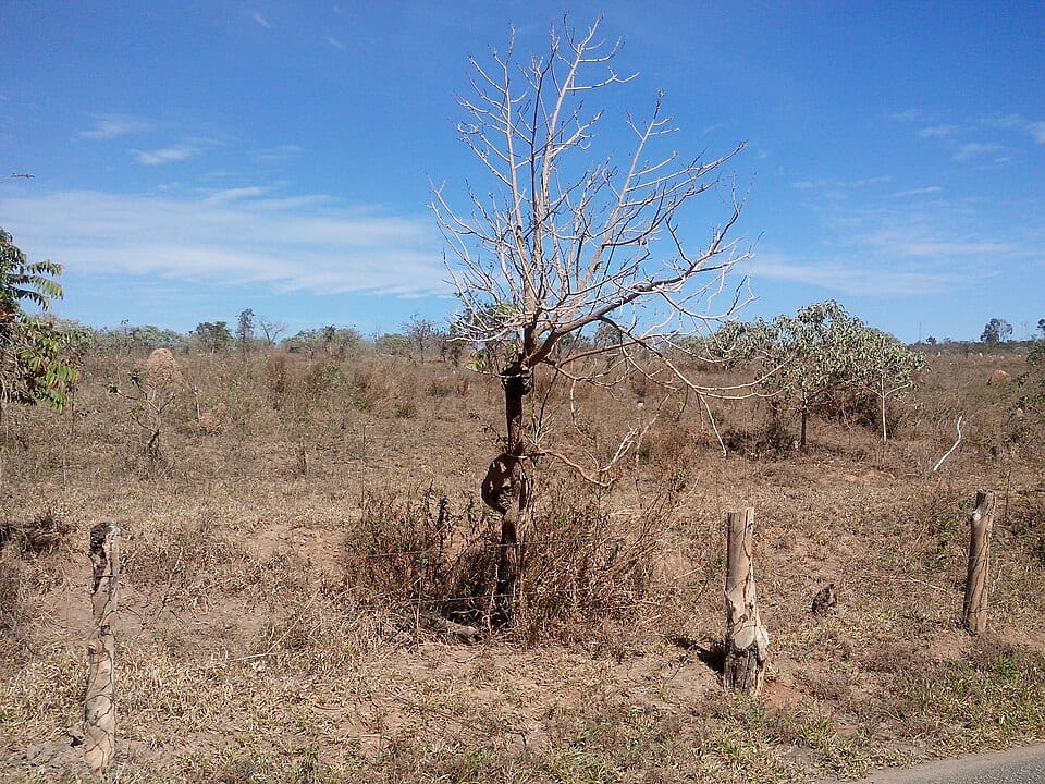 Na COP17, Brasil promete restaurar 163 mil km² de áreas degradadas até 2030