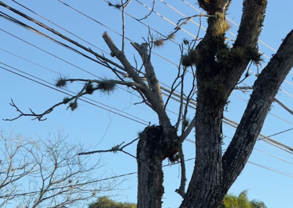 Conselho do Meio Ambiente de Porto Alegre debate as podas drásticas realizadas pela Equatorial