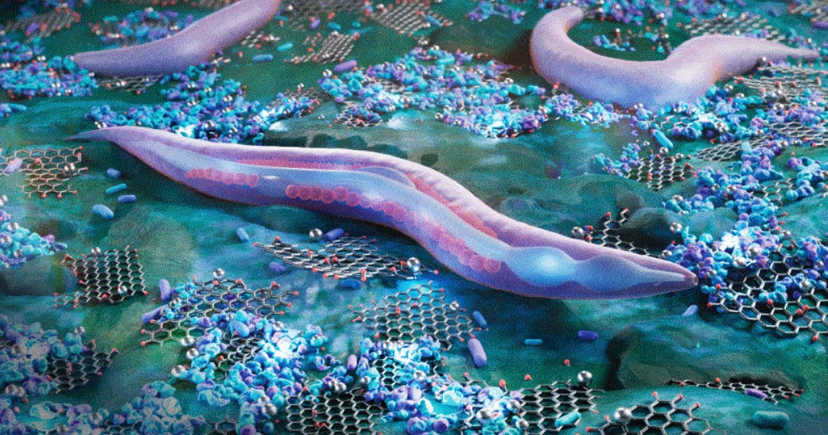 Bacteria can alter the toxicity and affect the biosafety of nanomaterials