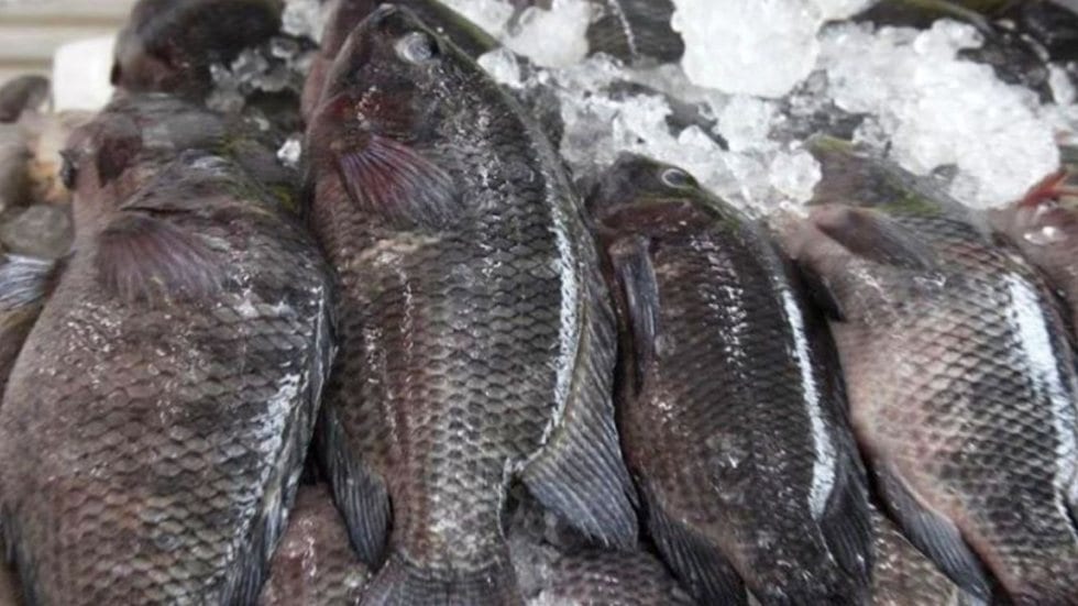 Mercado de Peixes da Ponta da Praia realiza Festival da Tilápia com quilo a partir de R$ 15,99