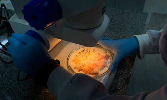 ITPS orienta sobre cuidados no preparo e armazenamento de marmitas