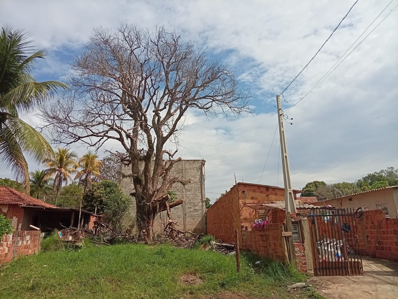 Galhos de árvore seca caem sobre casa e destelham imóvel em Araçatuba