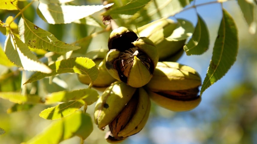ENAPecan vai debater elevação da produtividade dos pomares de pecan no RS