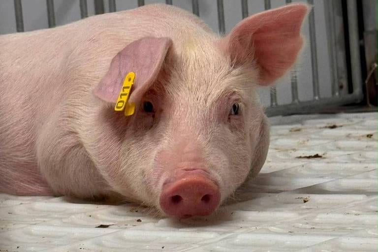 Morre o primeiro porco clonado do Brasil; será exposto em museu