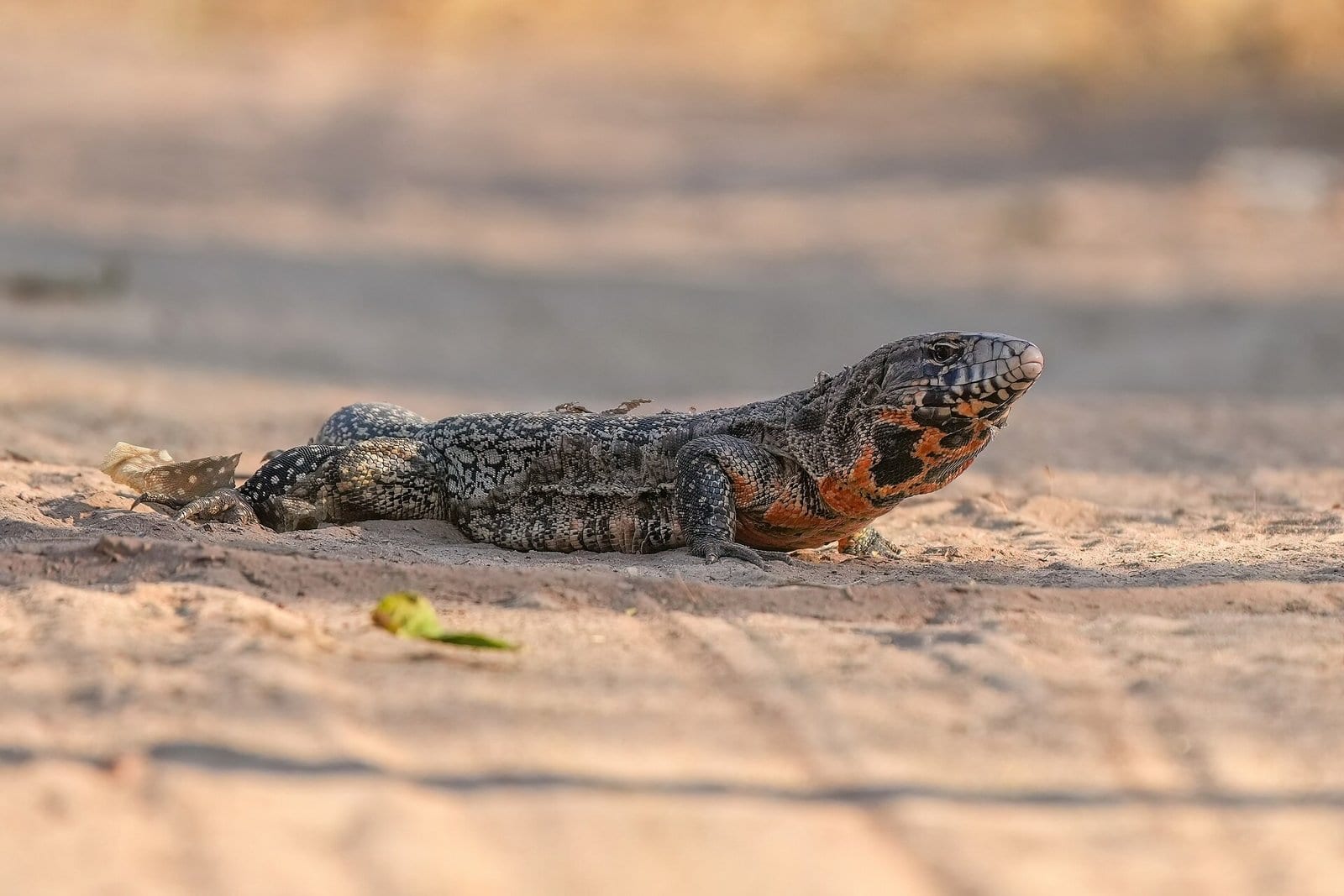 Menino de 10 anos captura teiú com gaiola de passarinho no quintal em Jataí, e Bombeiros devolvem o lagarto à natureza;