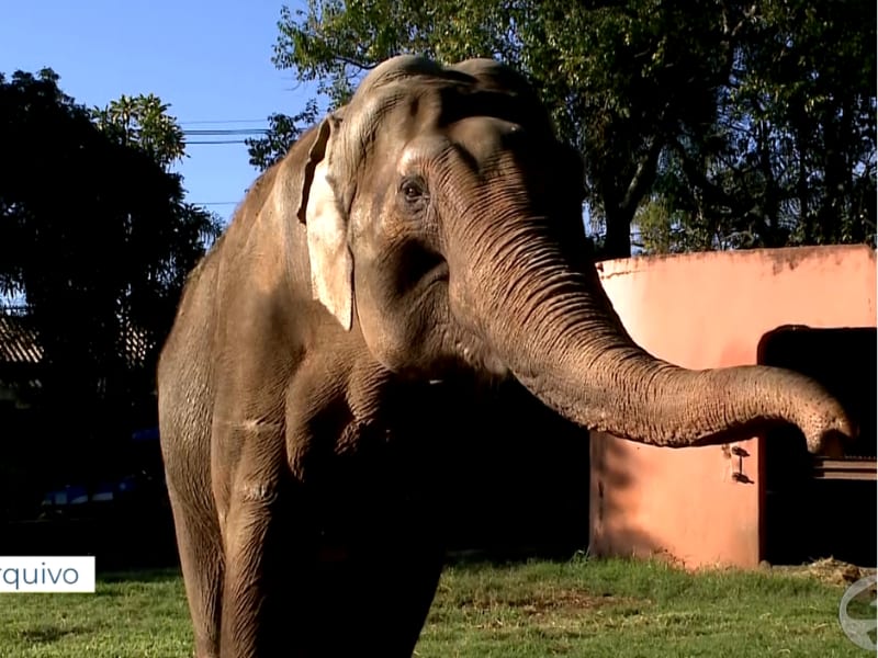 Transferência do elefante Sandro para santuário no Mato Grosso já tem data para começar