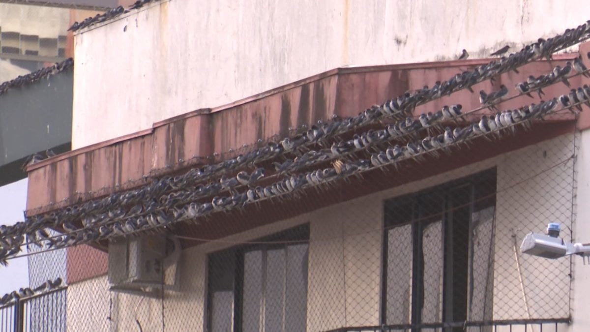Espetáculo no céu e sujeira nas ruas: Chapecó vai testar equipamento ultrassônico para afastar aves