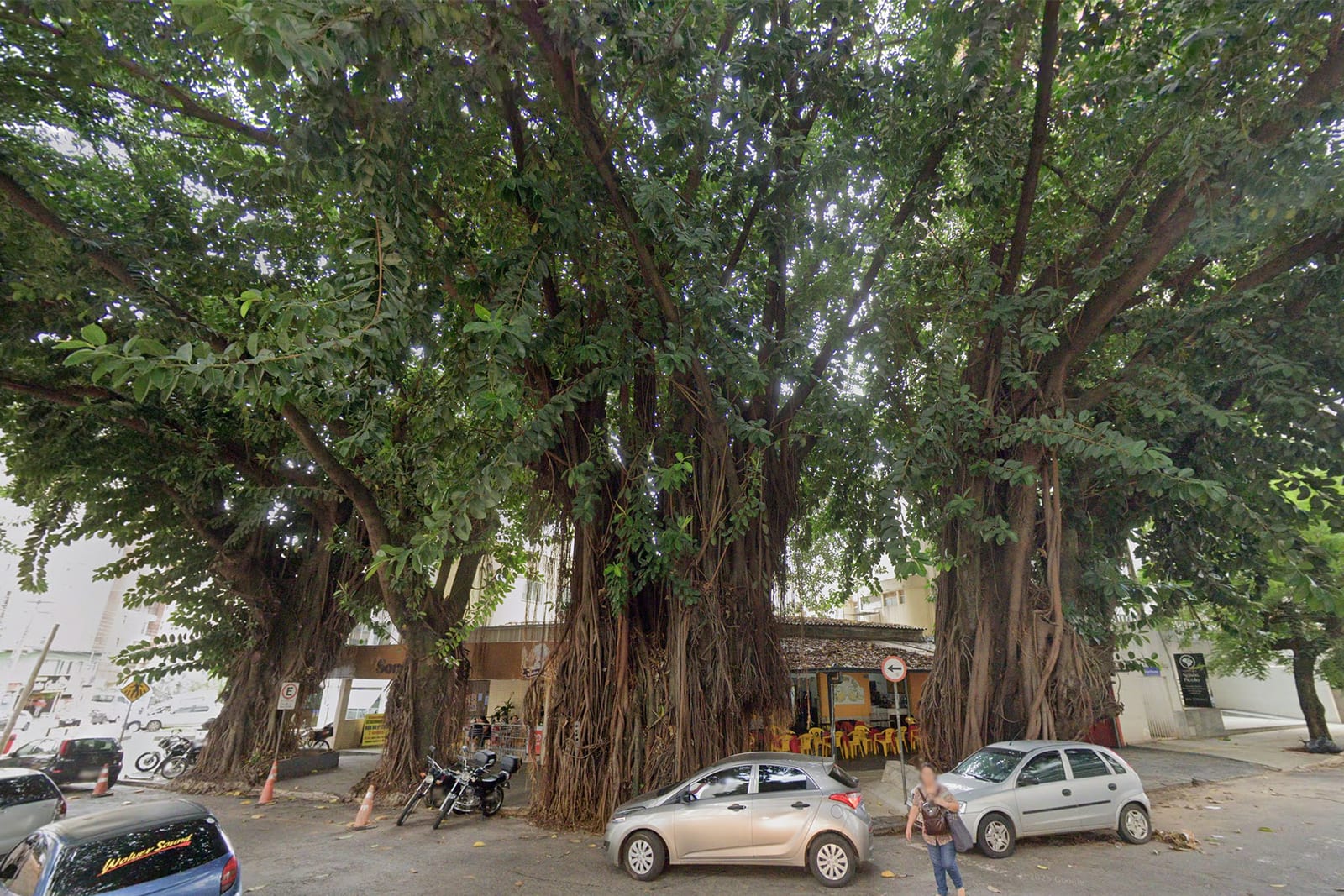 MPGO recomenda suspensão imediata de corte de gameleiras em praça de Goiânia