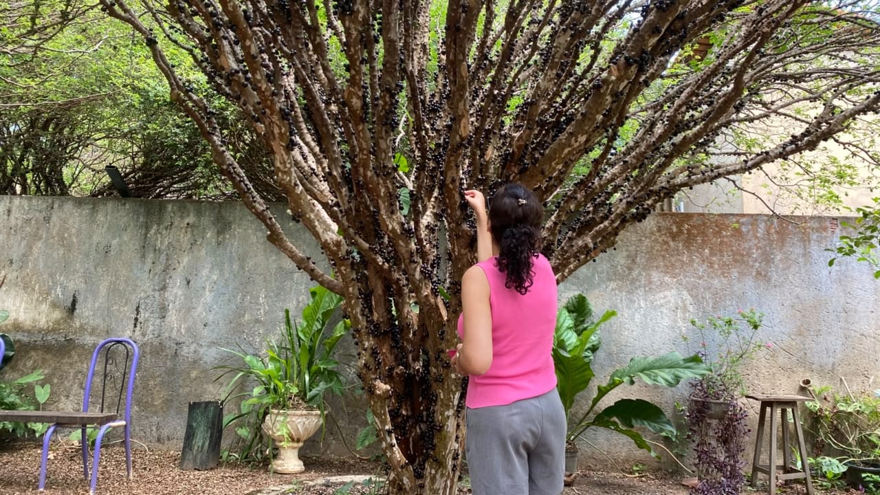 Festa da Colheita da Jabuticaba segue neste fim de semana com programação gastronômica e cultural