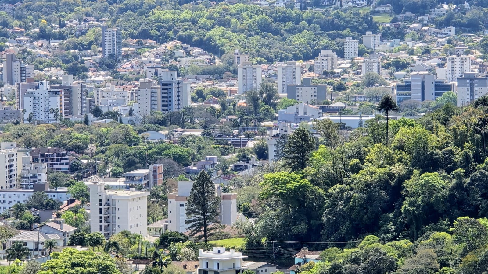 Câmara de Santa Cruz debate Plano Municipal de Arborização nesta segunda