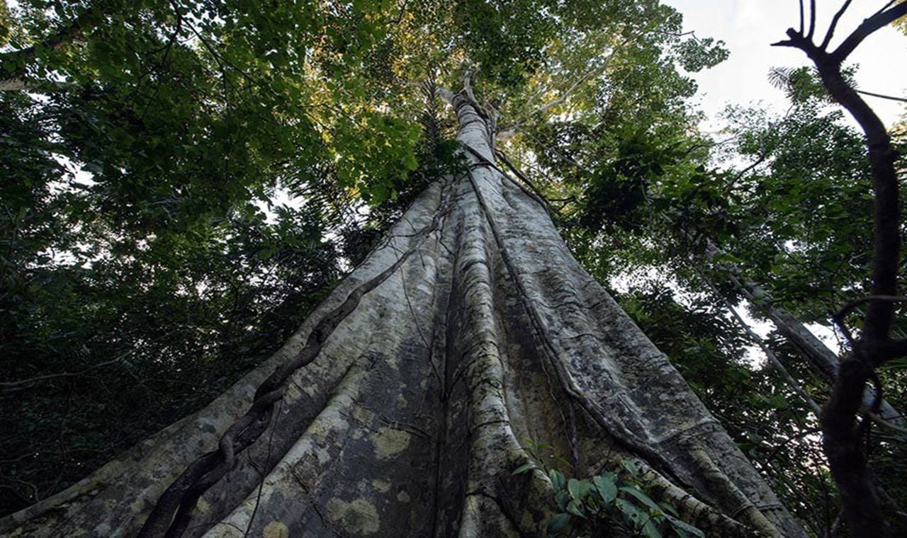 Noruega seguirá com apoio ao Fundo Amazônia, diz embaixador