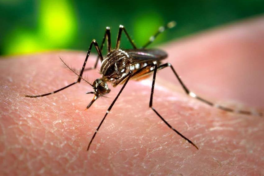 Quase metade dos municípios brasileiros está em alerta para o Aedes aegypti, mosquito transmissor da dengue