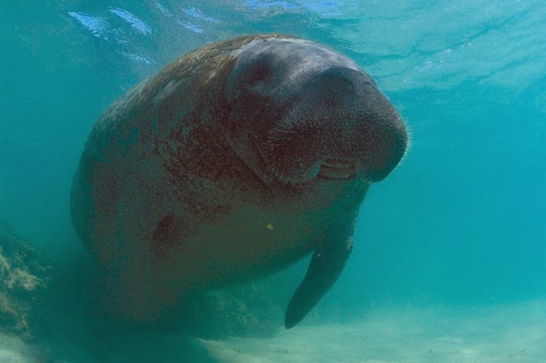 Justiça Federal manda ações emergenciais para proteger o peixe‑boi Astro em Sergipe
