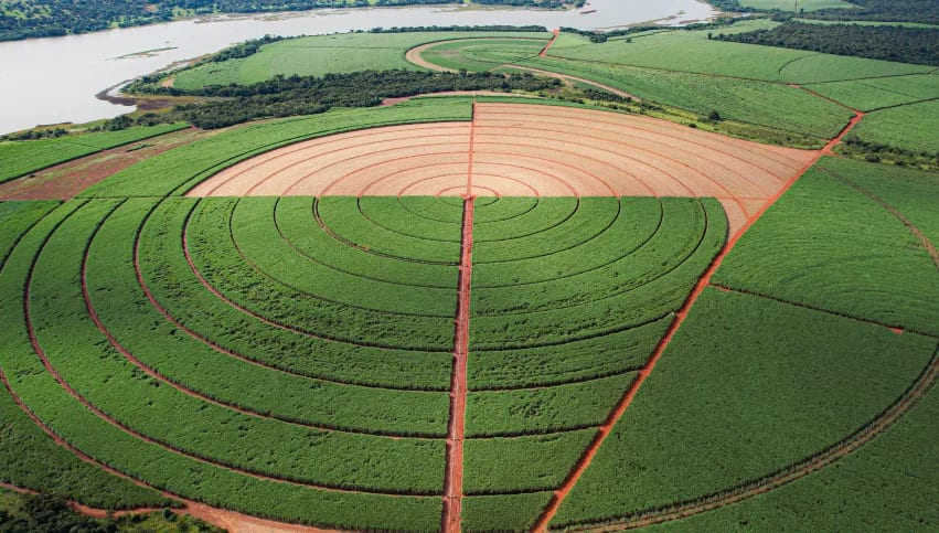 Assista vídeo com a apresentação dos resultados da CMAA no 1º trimestre da safra