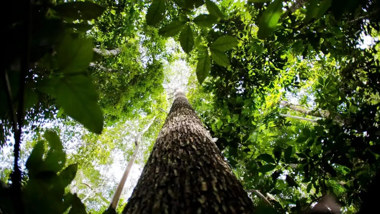 Plano Diretor Florestal prevê expansão de áreas plantadas em Goiás