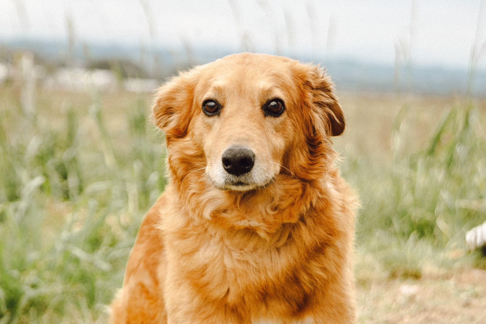 Prefeitura de Venâncio facilita acesso a animais disponíveis para adoção