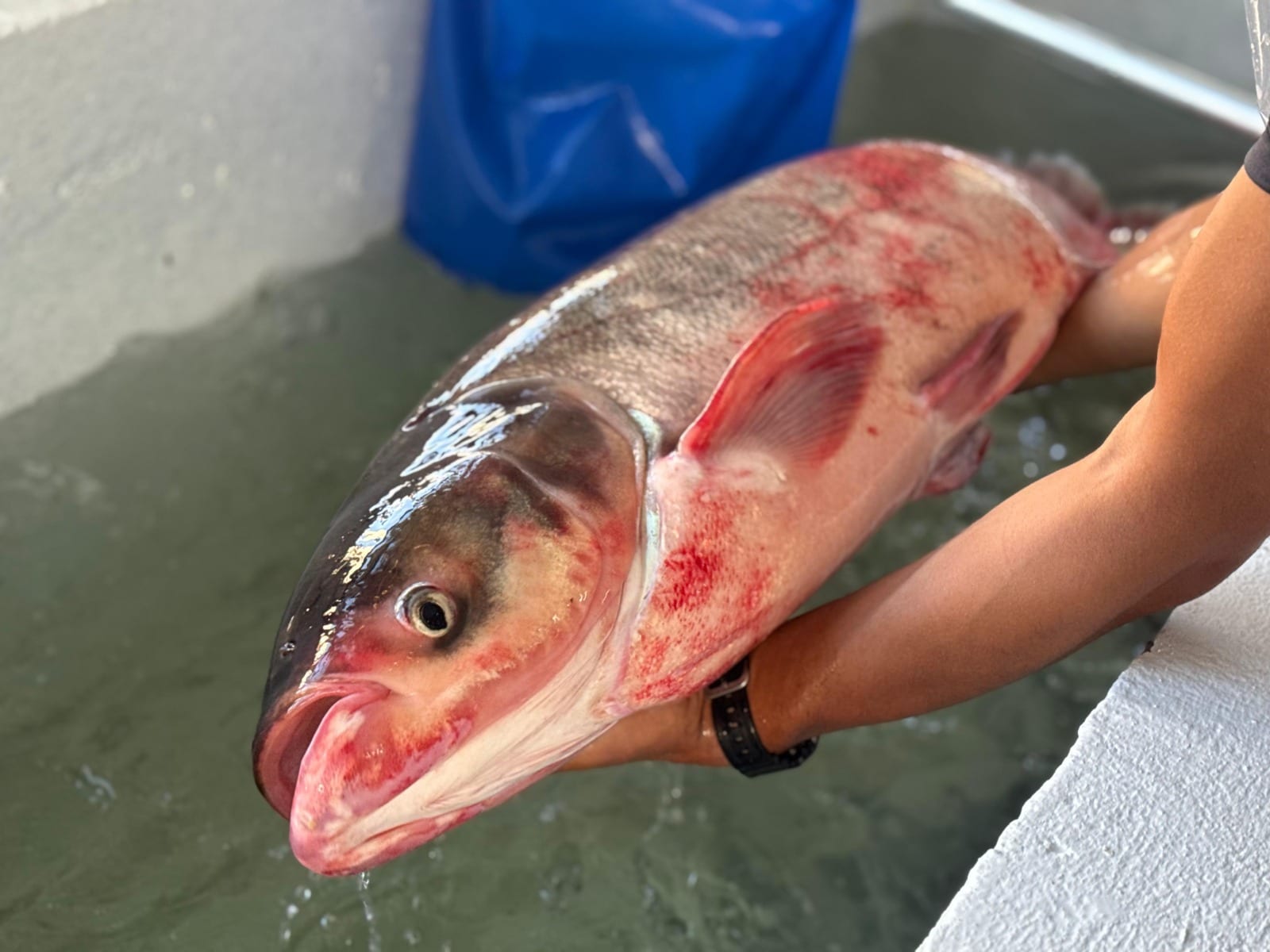 Estrela terá feira com 300 quilos de peixe vivo neste sábado