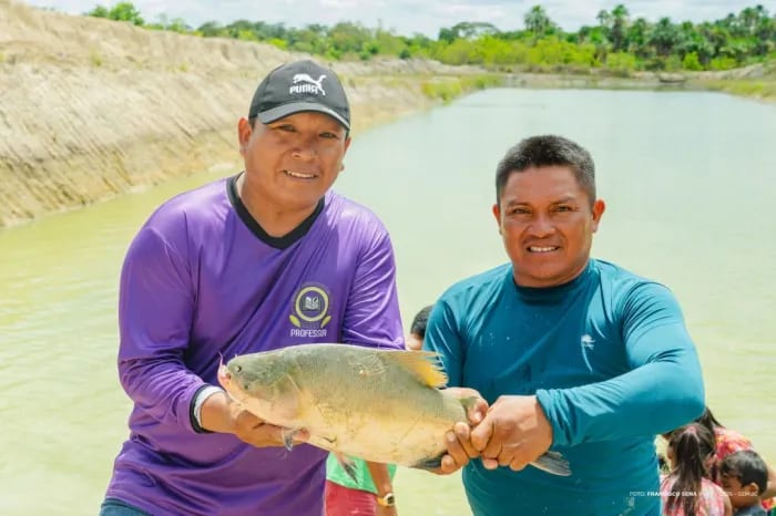 Despesca tira mais de 2 toneladas de tambaqui em comunidade indígena de Boa Vista